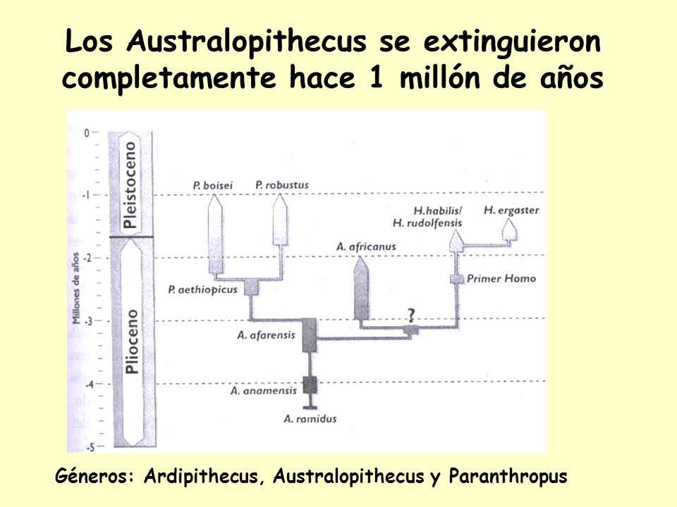 Los Australopithecus se extinguieron completamente hace 1 millón de años