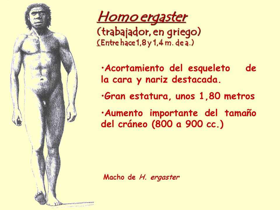 Homo ergaster (trabajador, en griego) (Entre hace 1,8 y 1,4 m. de a.)