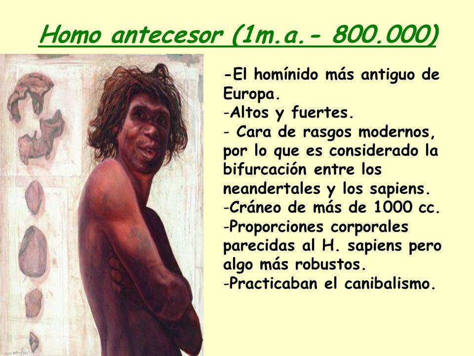 Homo antecesor (1m.a ) -El homínido más antiguo de Europa.