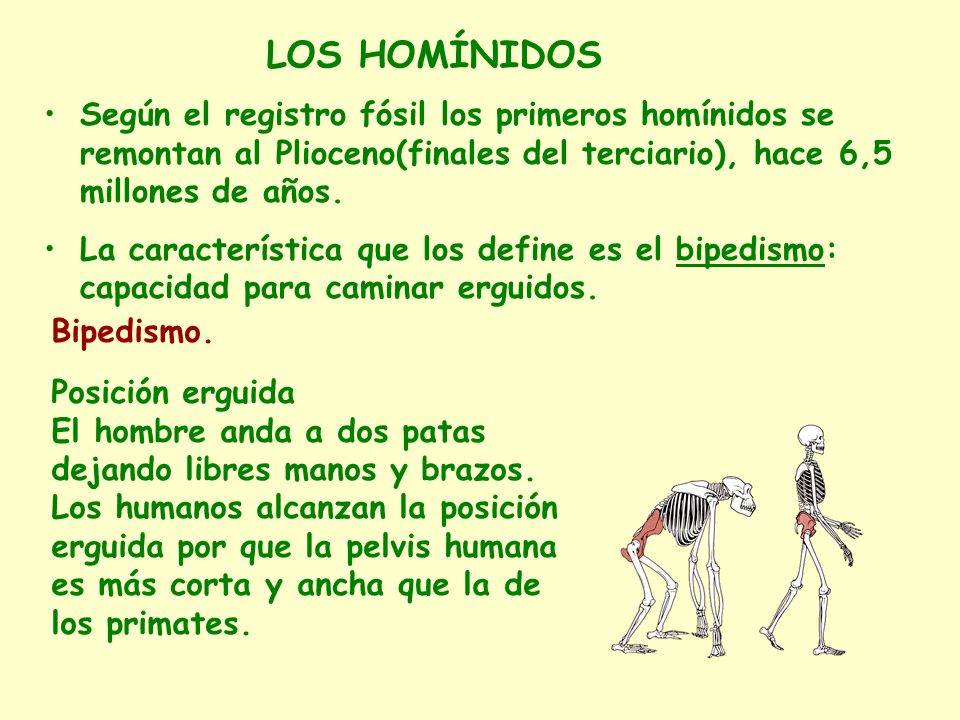 LOS HOMÍNIDOS Según el registro fósil los primeros homínidos se remontan al Plioceno(finales del terciario), hace 6,5 millones de años.