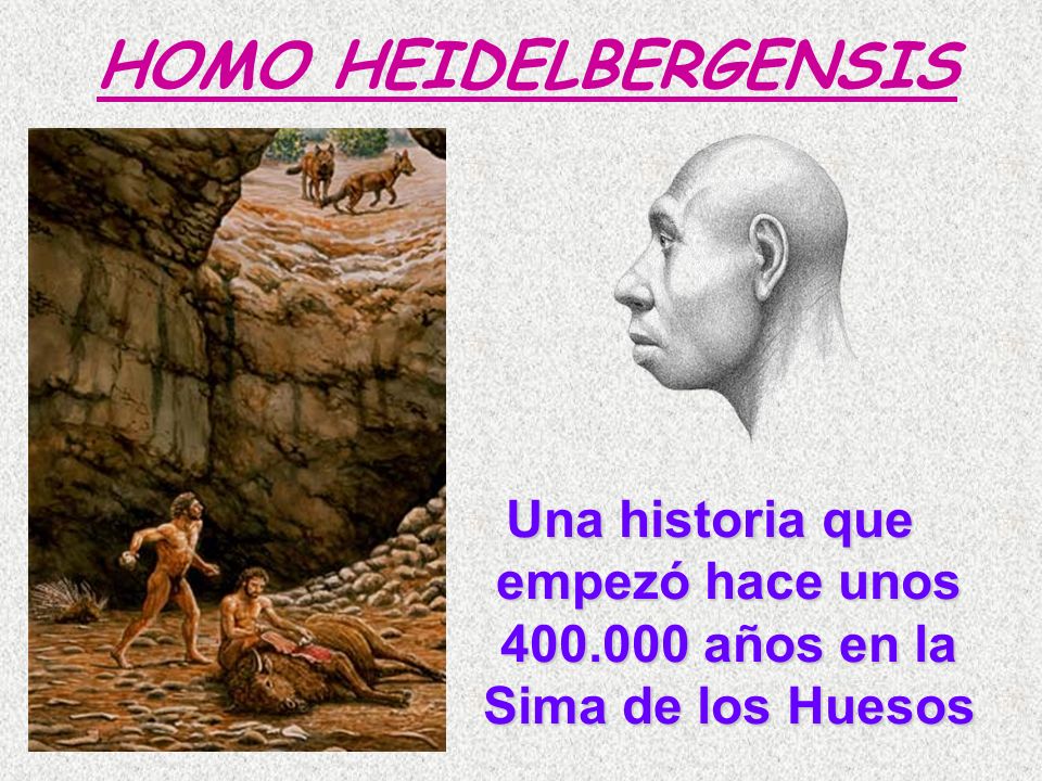 HOMO HEIDELBERGENSIS Una historia que empezó hace unos años en la Sima de los Huesos