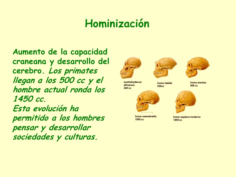 Hominización Aumento de la capacidad craneana y desarrollo del cerebro. Los primates llegan a los 500 cc y el hombre actual ronda los 1450 cc.