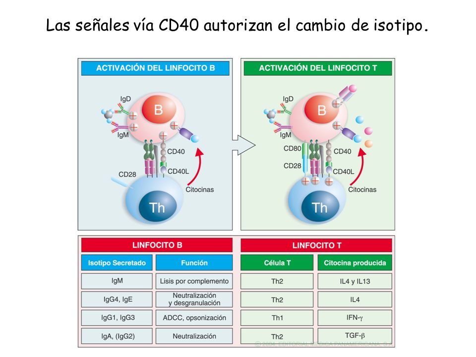 Las señales vía CD40 autorizan el cambio de isotipo.