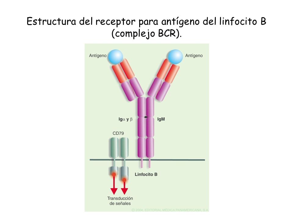 Estructura del receptor para antígeno del linfocito B (complejo BCR).