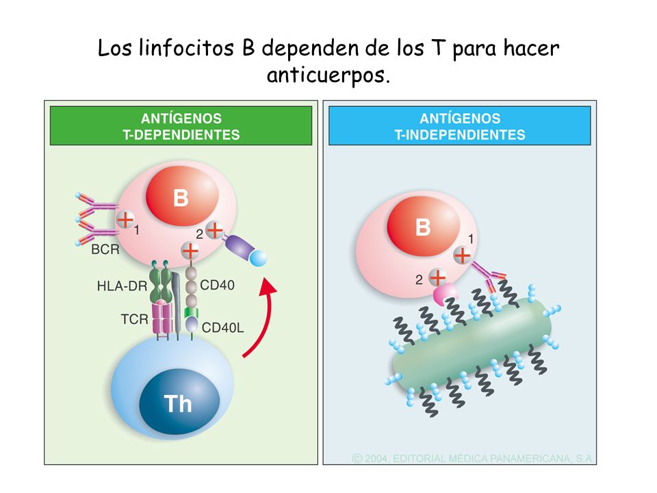 Los linfocitos B dependen de los T para hacer anticuerpos.