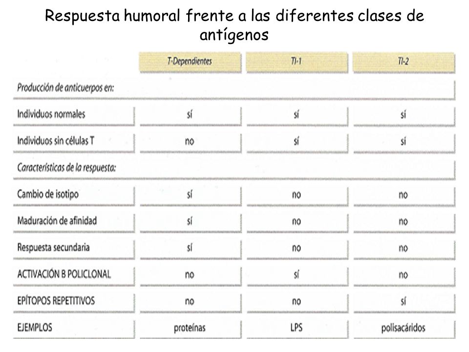 Respuesta humoral frente a las diferentes clases de antígenos