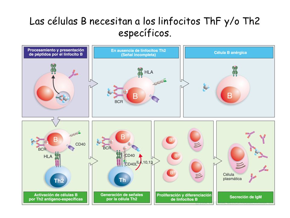 Las células B necesitan a los linfocitos ThF y/o Th2 específicos.