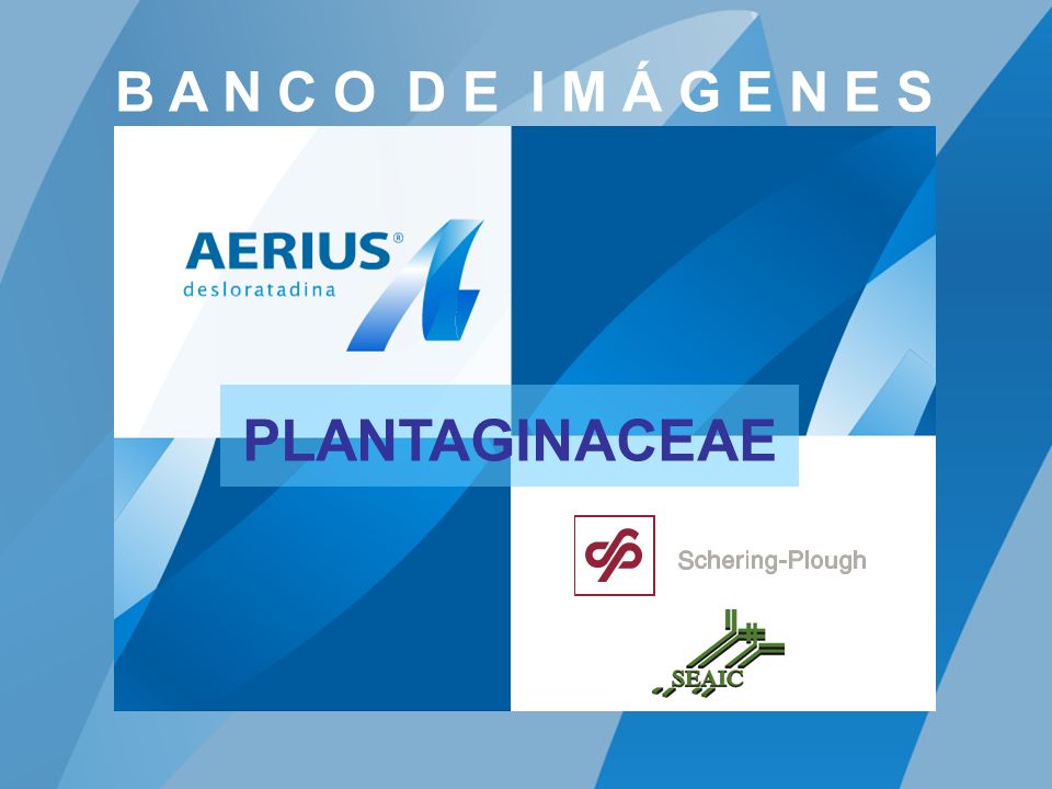 B A N C O D E I M Á G E N E S PLANTAGINACEAE