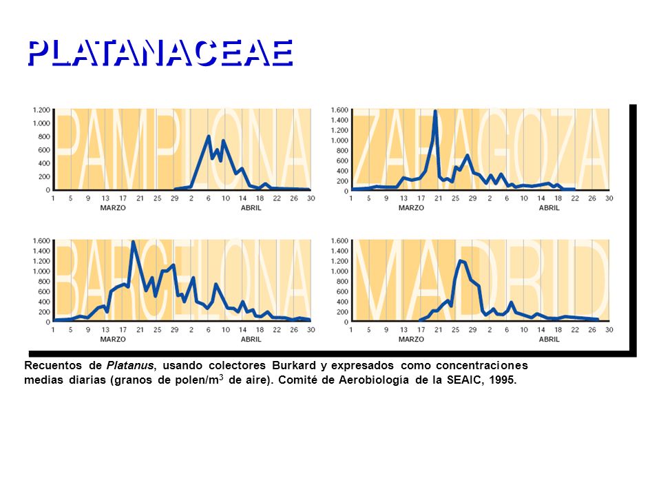 PLATANACEAE Recuentos de Platanus, usando colectores Burkard y expresados como concentraciones.