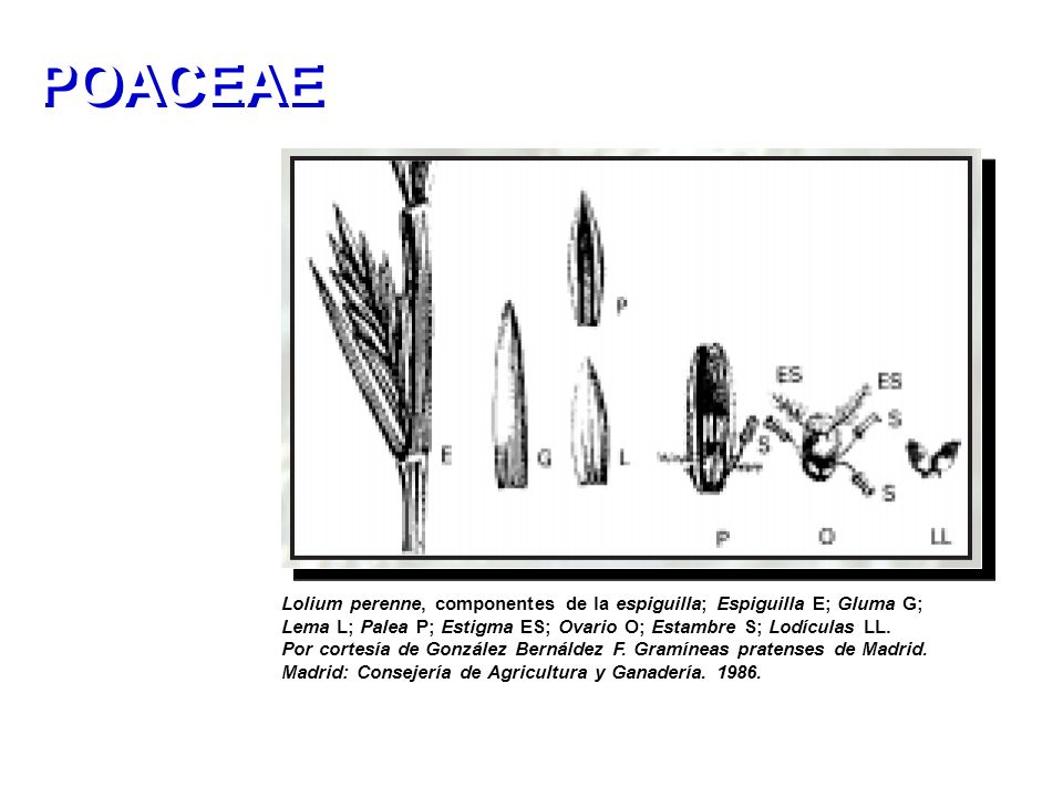 POACEAE Lolium perenne, componentes de la espiguilla; Espiguilla E; Gluma G; Lema L; Palea P; Estigma ES; Ovario O; Estambre S; Lodículas LL.