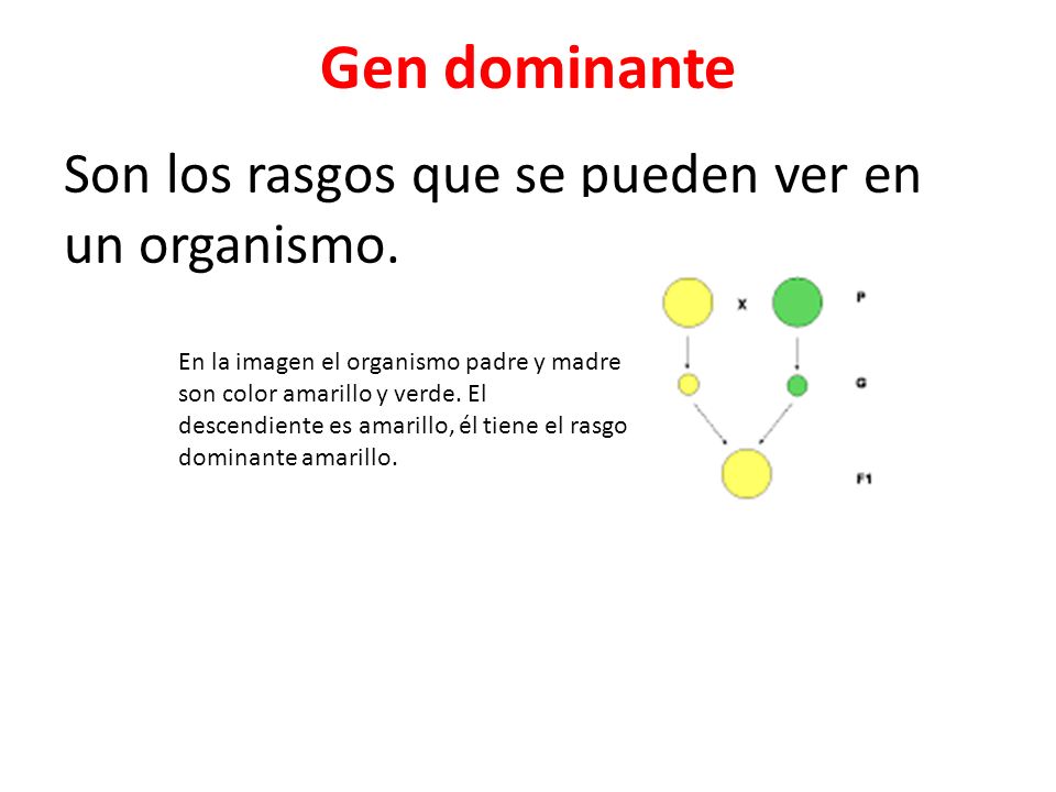 Gen dominante Son los rasgos que se pueden ver en un organismo.