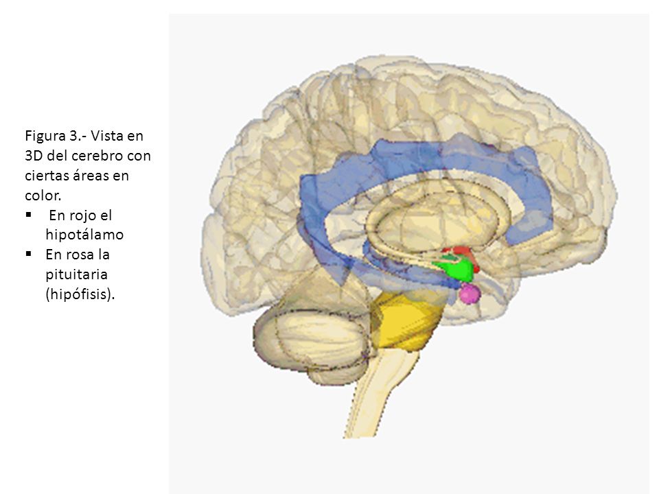 Figura 3.- Vista en 3D del cerebro con ciertas áreas en color.