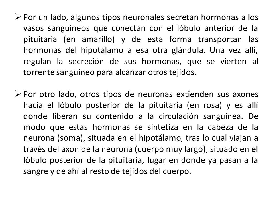 Por un lado, algunos tipos neuronales secretan hormonas a los vasos sanguíneos que conectan con el lóbulo anterior de la pituitaria (en amarillo) y de esta forma transportan las hormonas del hipotálamo a esa otra glándula. Una vez allí, regulan la secreción de sus hormonas, que se vierten al torrente sanguíneo para alcanzar otros tejidos.