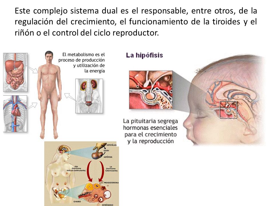 Este complejo sistema dual es el responsable, entre otros, de la regulación del crecimiento, el funcionamiento de la tiroides y el riñón o el control del ciclo reproductor.