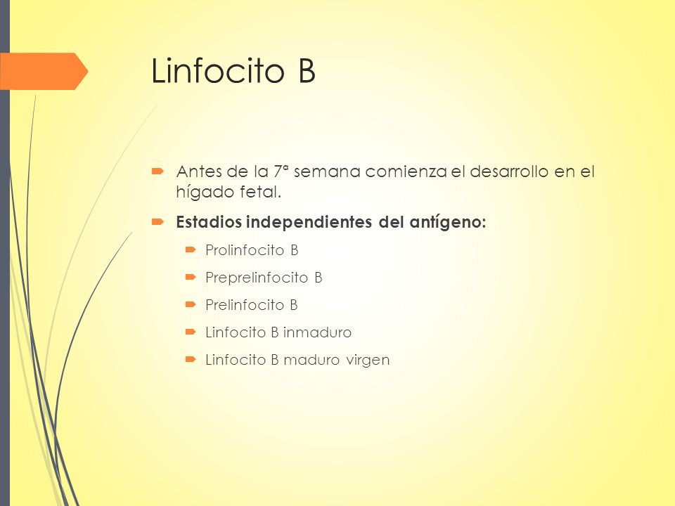 Linfocito B Antes de la 7ª semana comienza el desarrollo en el hígado fetal. Estadios independientes del antígeno: