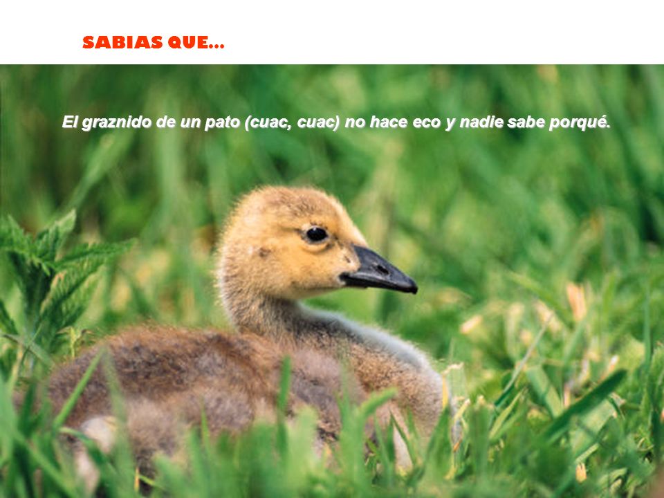 El graznido de un pato (cuac, cuac) no hace eco y nadie sabe porqué.