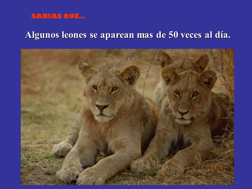 Algunos leones se aparean mas de 50 veces al día.