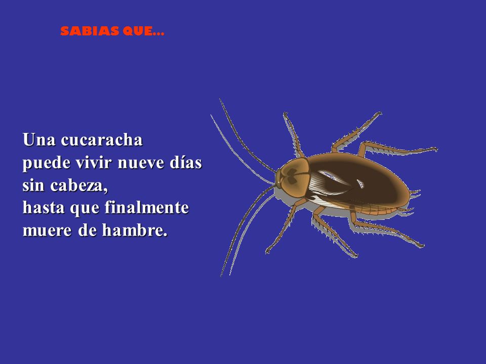 Una cucaracha puede vivir nueve días sin cabeza, hasta que finalmente muere de hambre.