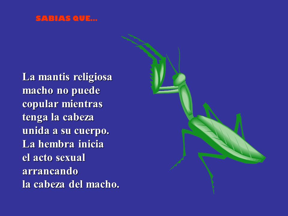 La mantis religiosa macho no puede copular mientras tenga la cabeza unida a su cuerpo.