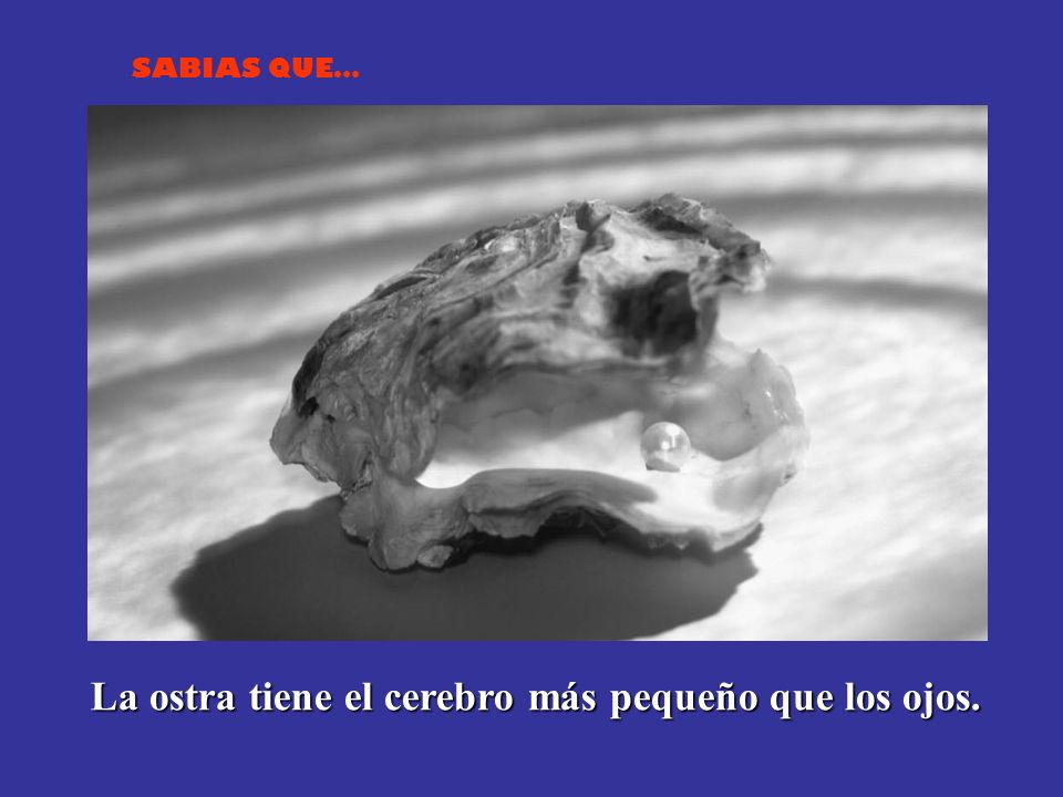 La ostra tiene el cerebro más pequeño que los ojos.