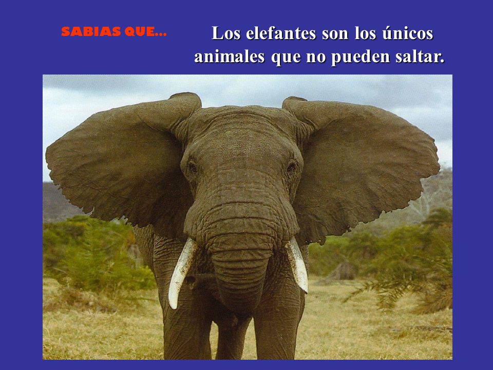 Los elefantes son los únicos animales que no pueden saltar.