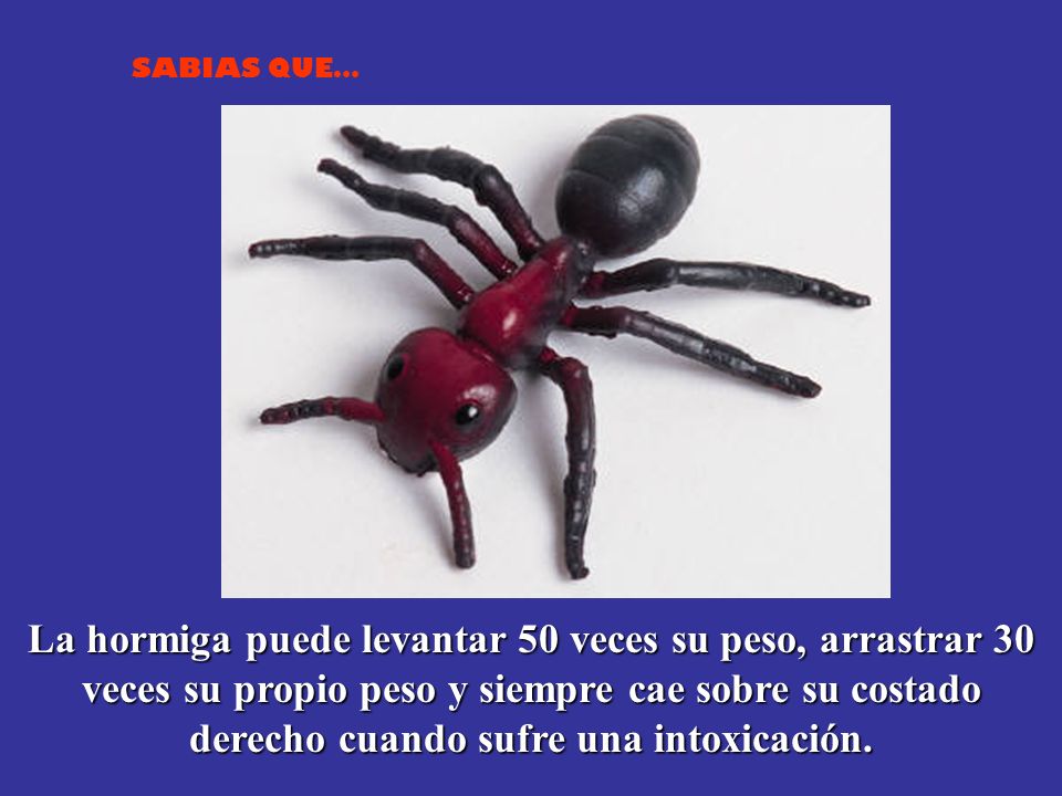 La hormiga puede levantar 50 veces su peso, arrastrar 30 veces su propio peso y siempre cae sobre su costado derecho cuando sufre una intoxicación.