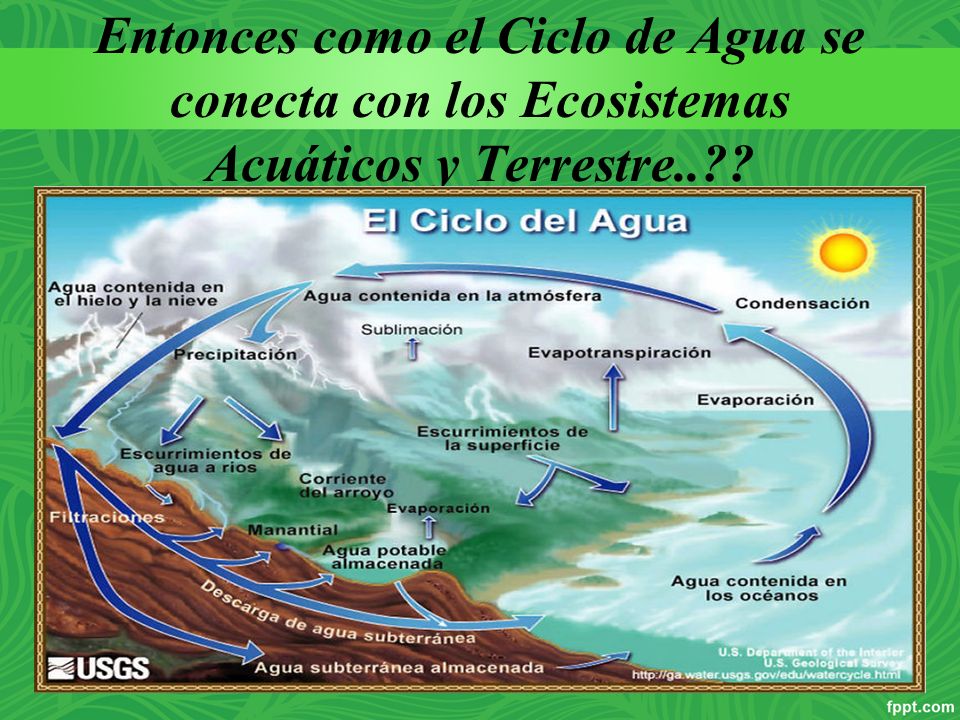 Entonces como el Ciclo de Agua se conecta con los Ecosistemas Acuáticos y Terrestre..