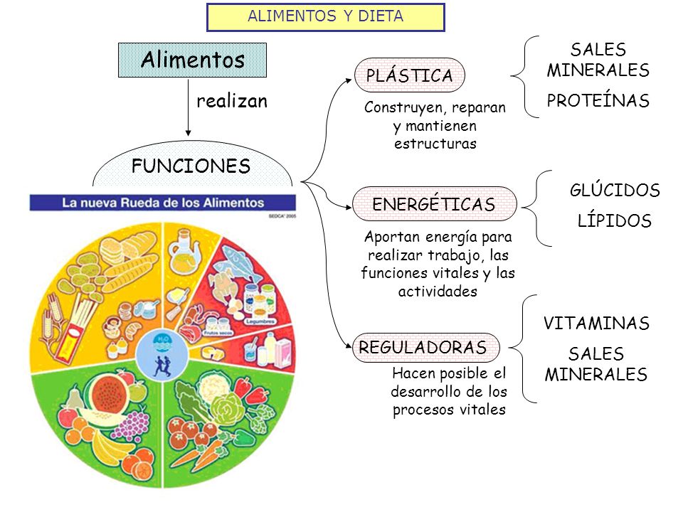 Alimentos realizan FUNCIONES SALES MINERALES PROTEÍNAS PLÁSTICA