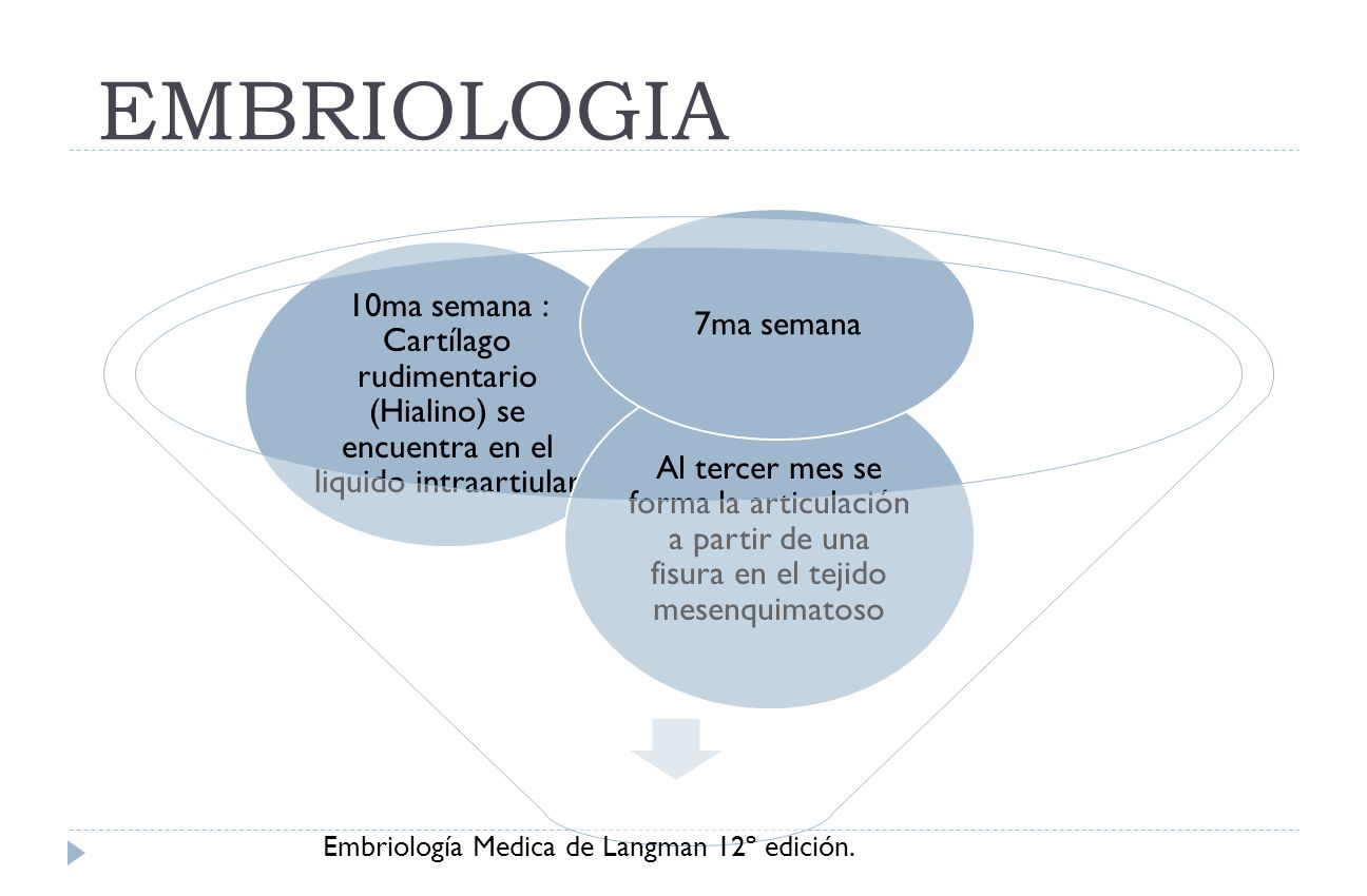 EMBRIOLOGIA 10ma semana : Cartílago rudimentario (Hialino) se encuentra en el liquido intraartiular.