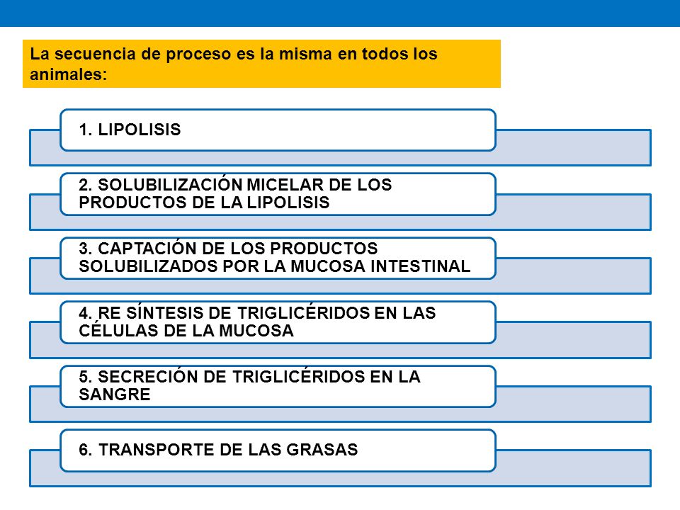 La secuencia de proceso es la misma en todos los animales: