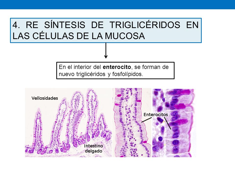 4. RE SÍNTESIS DE TRIGLICÉRIDOS EN LAS CÉLULAS DE LA MUCOSA