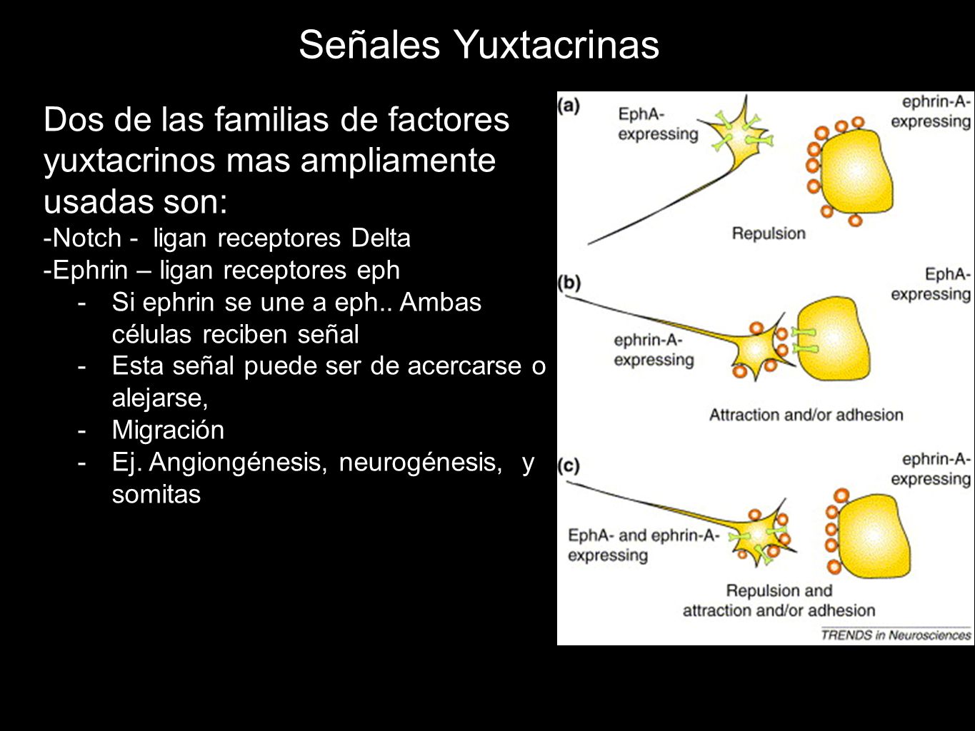 Señales Yuxtacrinas Dos de las familias de factores yuxtacrinos mas ampliamente usadas son: Notch - ligan receptores Delta.