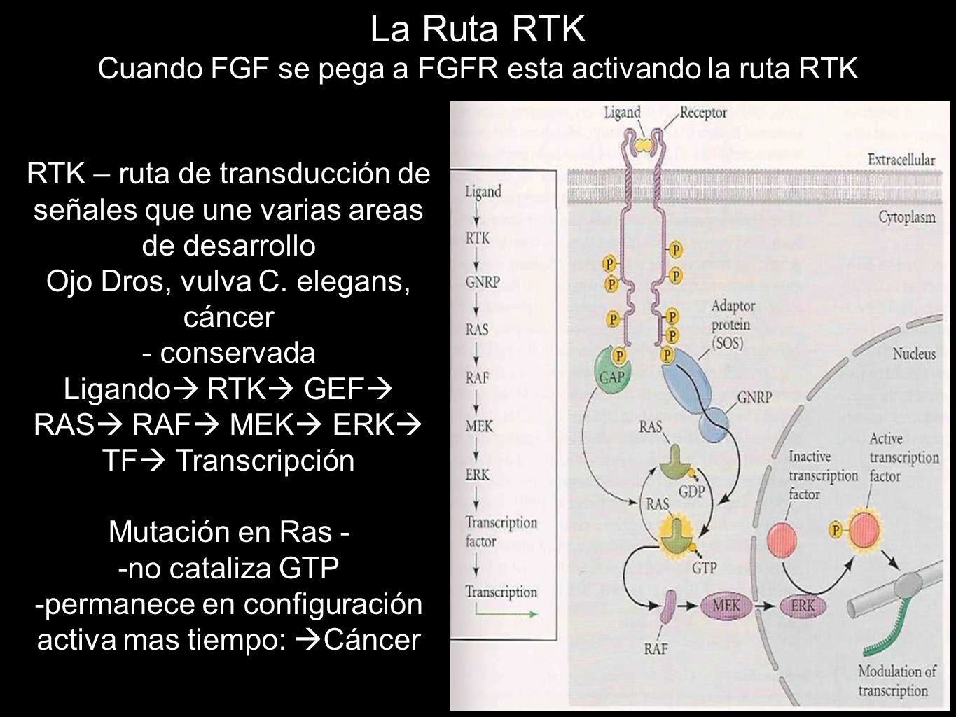 La Ruta RTK Cuando FGF se pega a FGFR esta activando la ruta RTK