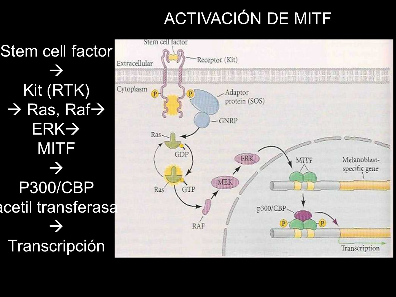 ACTIVACIÓN DE MITF Stem cell factor.  Kit (RTK)  Ras, Raf ERK MITF. P300/CBP. acetil transferasa.