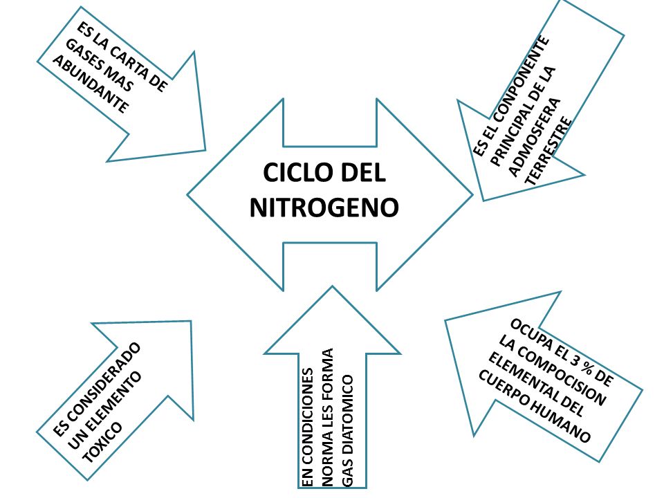 CICLO DEL NITROGENO ES LA CARTA DE GASES MAS ABUNDANTE