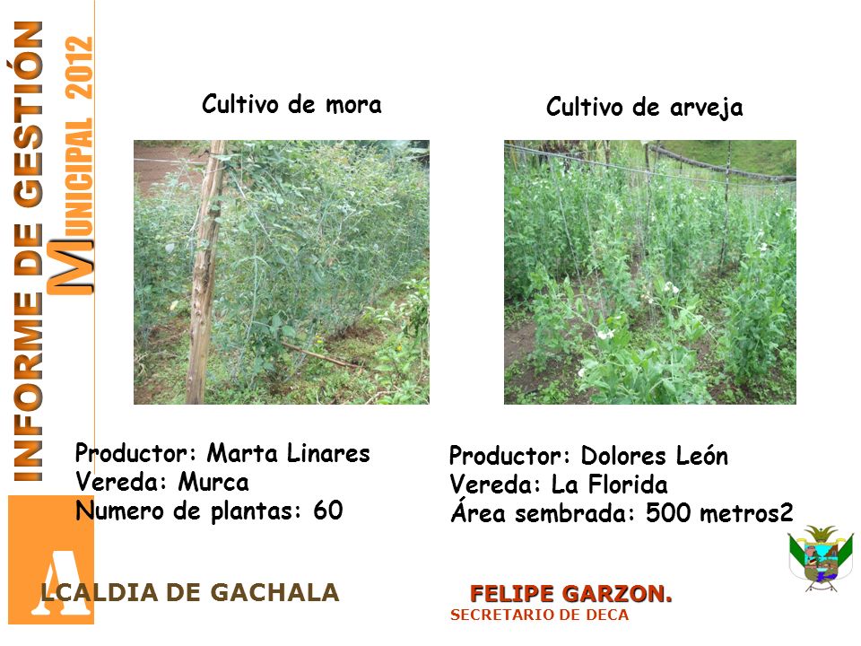 A MUNICIPAL 2012 INFORME DE GESTIÓN Cultivo de mora Cultivo de arveja