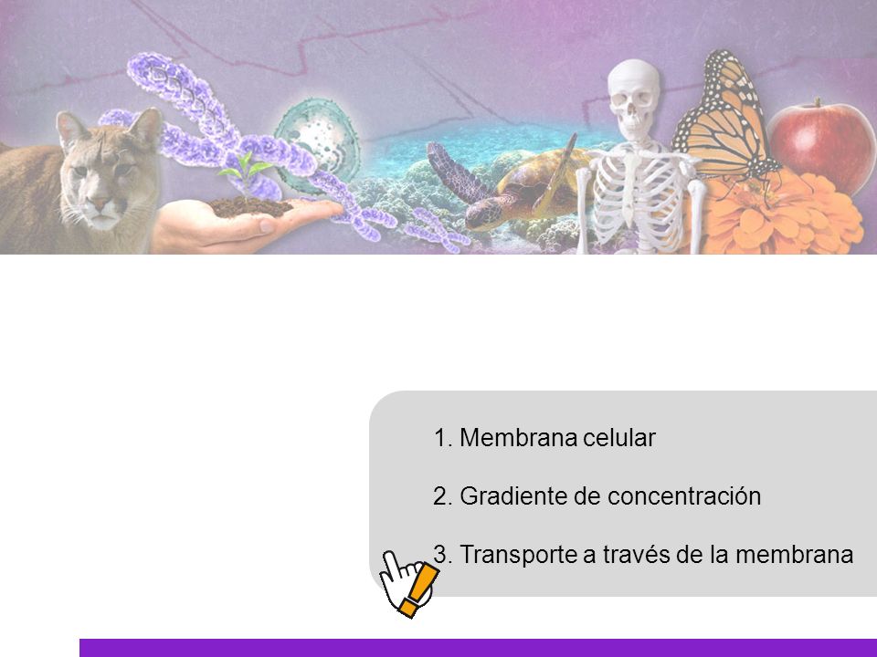 1. Membrana celular 2. Gradiente de concentración 3. Transporte a través de la membrana