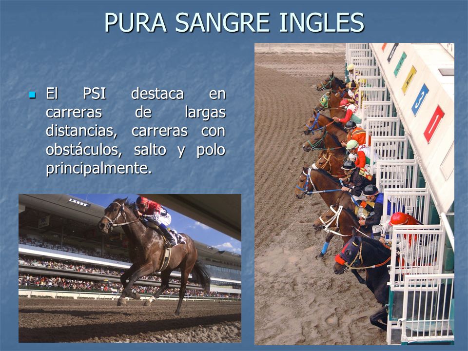 PURA SANGRE INGLES El PSI destaca en carreras de largas distancias, carreras con obstáculos, salto y polo principalmente.