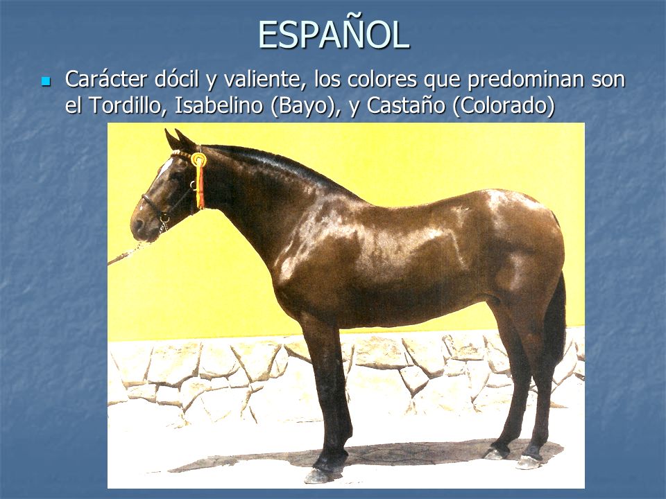 ESPAÑOL Carácter dócil y valiente, los colores que predominan son el Tordillo, Isabelino (Bayo), y Castaño (Colorado)