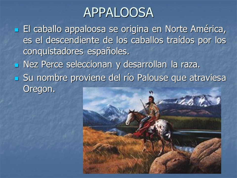 APPALOOSA El caballo appaloosa se origina en Norte América, es el descendiente de los caballos traídos por los conquistadores españoles.