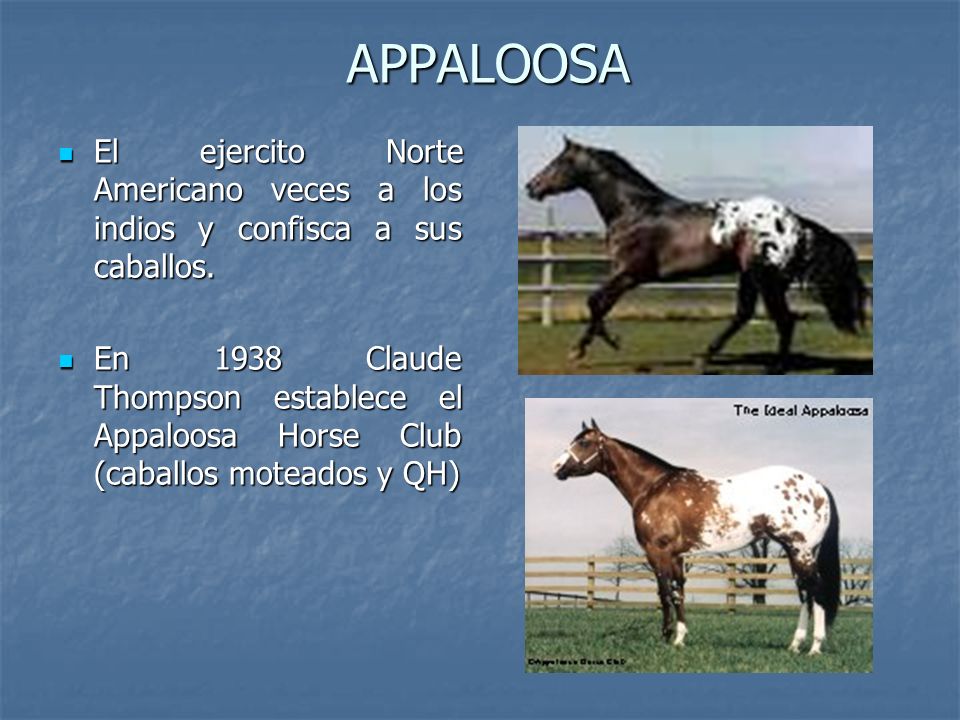APPALOOSA El ejercito Norte Americano veces a los indios y confisca a sus caballos.