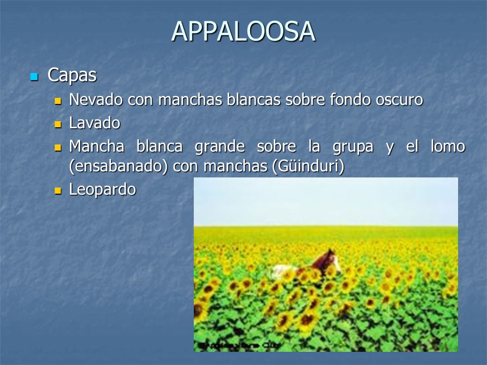 APPALOOSA Capas Nevado con manchas blancas sobre fondo oscuro Lavado