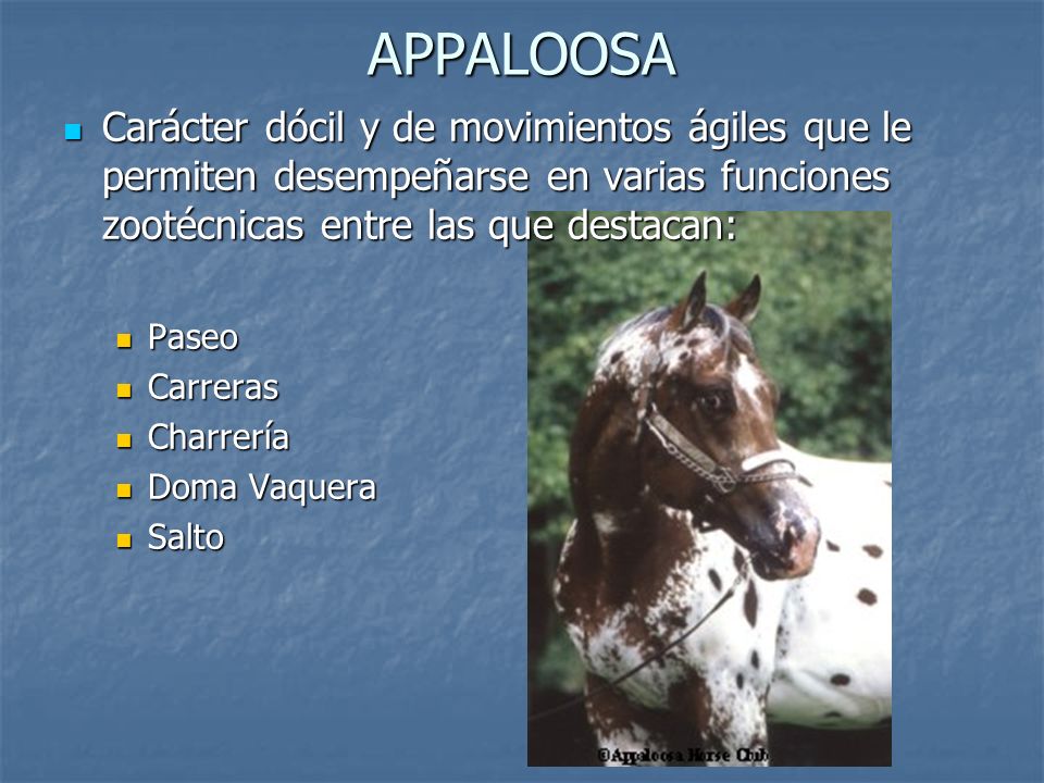 APPALOOSA Carácter dócil y de movimientos ágiles que le permiten desempeñarse en varias funciones zootécnicas entre las que destacan: