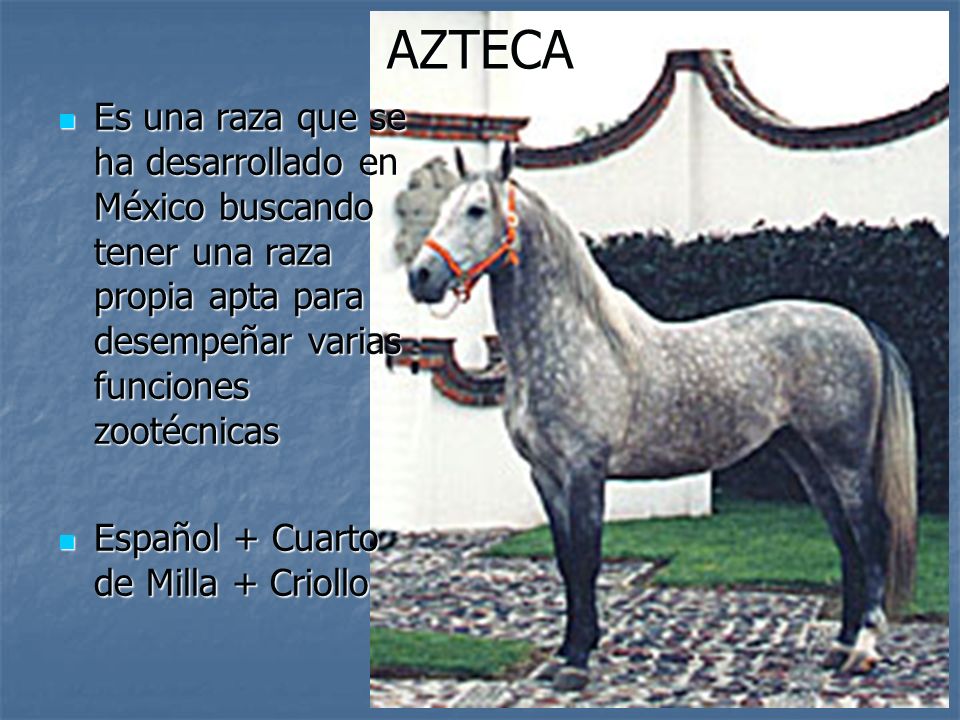 AZTECA Es una raza que se ha desarrollado en México buscando tener una raza propia apta para desempeñar varias funciones zootécnicas.