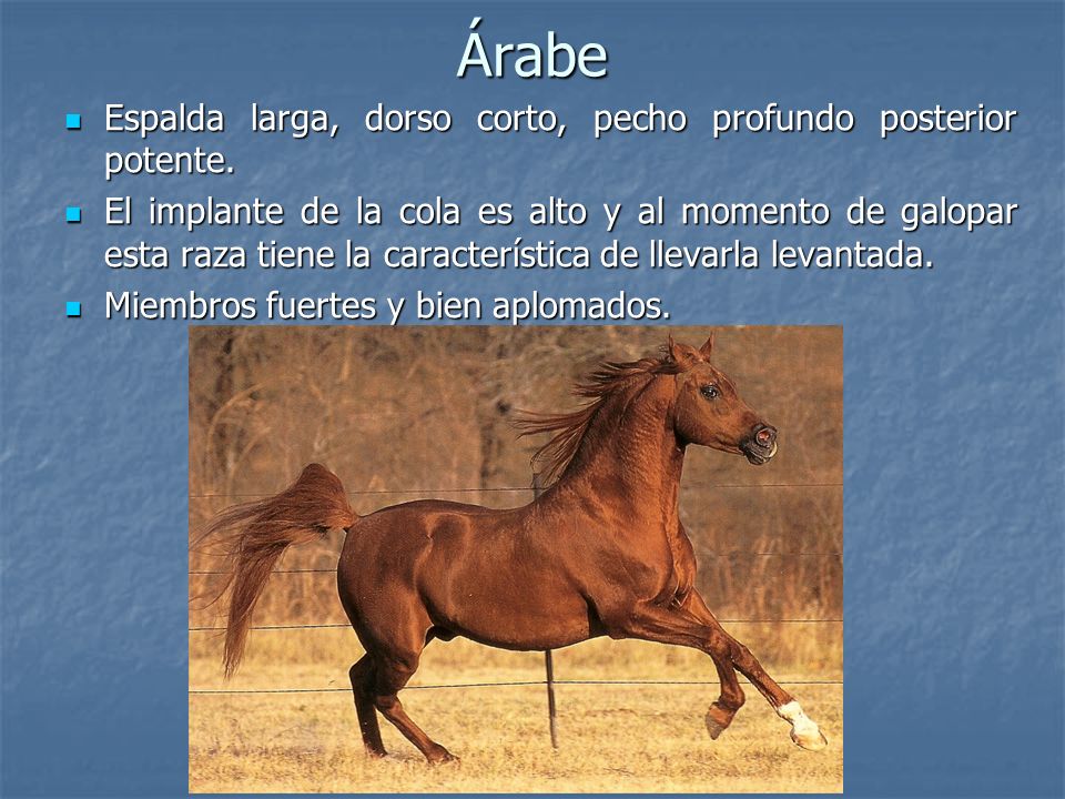 Árabe Espalda larga, dorso corto, pecho profundo posterior potente.