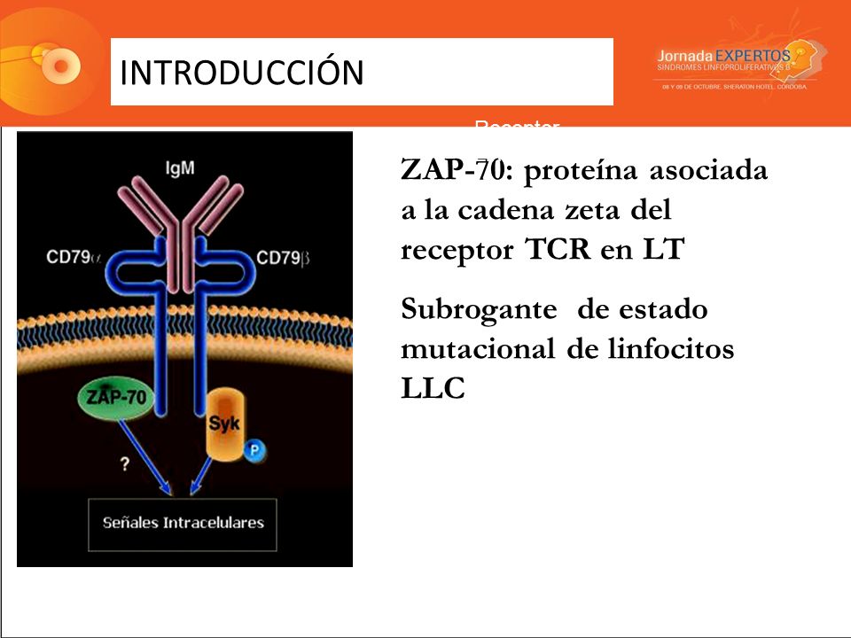 INTRODUCCIÓN Receptor Linfocito-B. ZAP-70: proteína asociada a la cadena zeta del receptor TCR en LT.