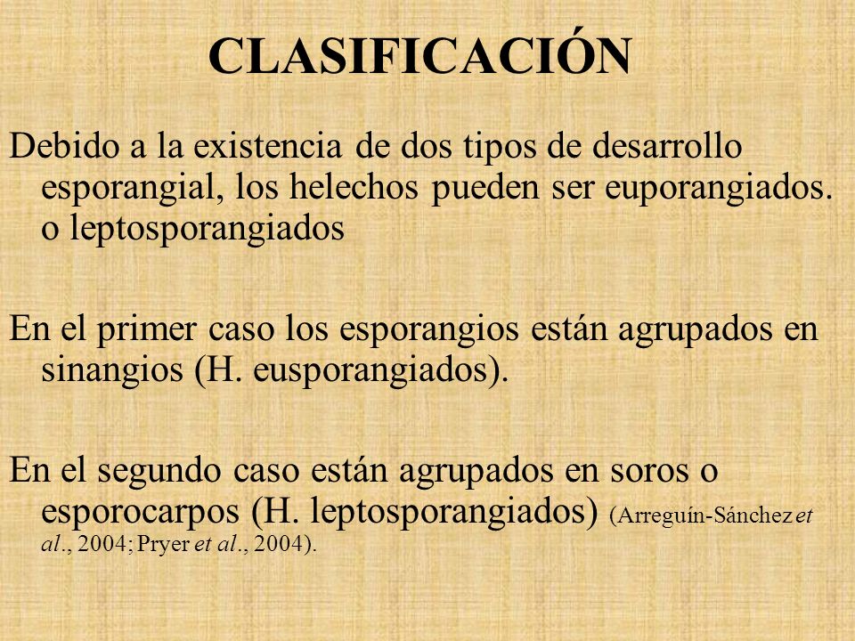 CLASIFICACIÓN Debido a la existencia de dos tipos de desarrollo esporangial, los helechos pueden ser euporangiados. o leptosporangiados.
