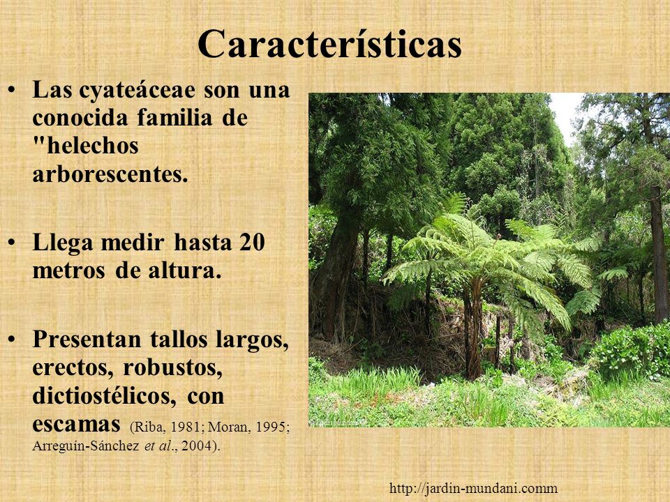 Características Las cyateáceae son una conocida familia de helechos arborescentes. Llega medir hasta 20 metros de altura.