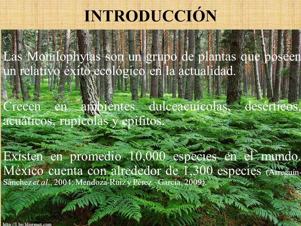 INTRODUCCIÓN Las Monilophytas son un grupo de plantas que poseen un relativo éxito ecológico en la actualidad.