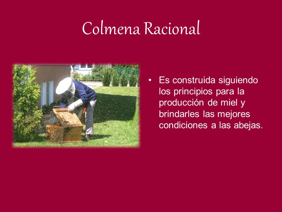 Colmena Racional Es construida siguiendo los principios para la producción de miel y brindarles las mejores condiciones a las abejas.